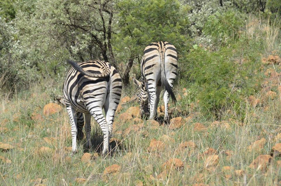 Catz Tours and Safaris Zebra